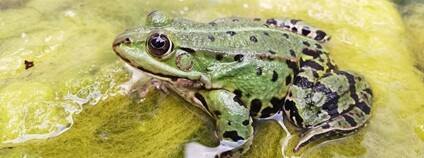 Skokan zelený Foto: AV ČR