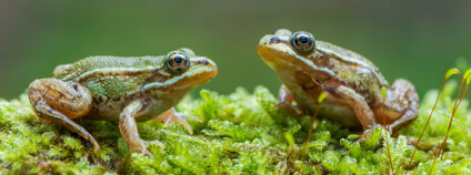 Skokan zelený Foto: Marek R. Swadzba Shutterstock