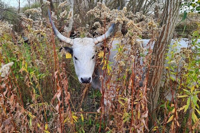 Kráva uherského stepního skotu ve vysokém porostu invazního zlatobýlu, který dokáže bez problémů spást.