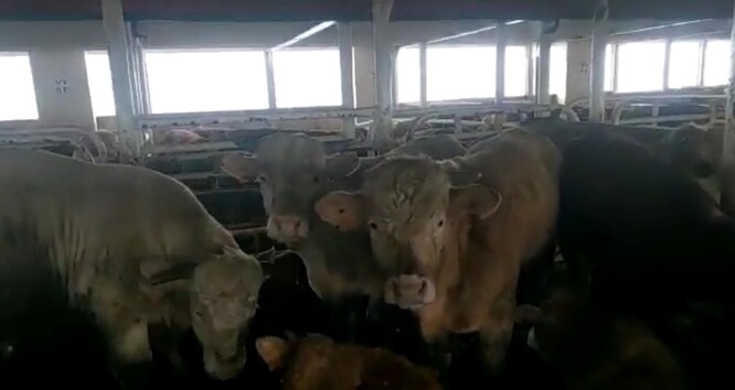 Skot přepravovaný na lodi Elbeik.