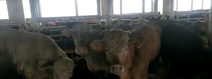 Foto: Společnost pro zvířata