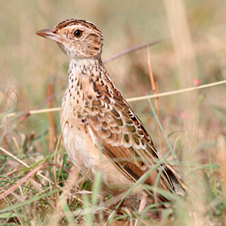 Založení chráněného území na Libenské planině (Liben Plain) v Etiopii by pomohlo zajistit budoucnost kriticky ohroženého skřivana sidamského, který nežije nikde jinde