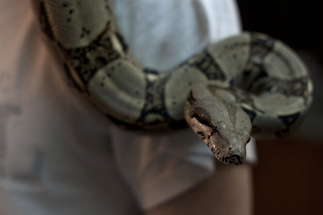 "Očekáváme od všech cestujících, že budou dodržovat vládní pravidla a budou si v hromadné dopravě vhodným způsobem zakrývat ústa a nos," uvedla mluvčí podniku. "I když toto nařízení nechává určitý prostor pro interpretaci, nedomníváme se, že by se vztahovalo i na hadí kůži - obzvlášť když je ještě připevněna k hadovi." Ilustrační obrázek