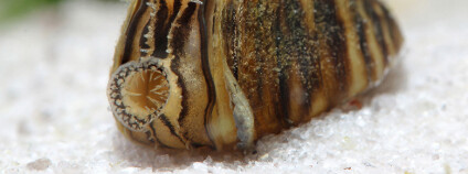 foto: Vitalii Hulai / Shutterstock