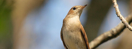 foto: Giuss95 Death / Flickr