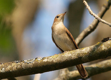 Kromě sčítání slavíků projekt Darwinové a Voigtové-Heuckeové ukázal, že hudební repertoár ptáků je mnohem širší, než se dříve soudilo. Až dosud se odhadovalo, že slavík má asi 2300 strof, podle vědců jich však může mít až 8000. Nyní chtějí vědci zjistit, zda existují i regionální dialekty. / Ilustrační foto