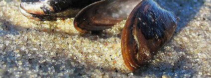 Foto: Slávka jedlá Benutzer:Darkone Wikimedia Commons 