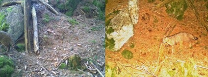 Kočka divoká zachycená fotopastí ve Slavkovském lese v roce 2020 a 2019 Foto: AOPK