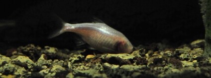 Slepá ryba tetra mexická. Foto: Joachim Müller/Flickr