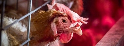 Slepice Foto: Preston Keres / U.S. Department of Agriculture Flickr