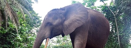 Slon africký v Pobřeží slonoviny Foto: Guillaume Mignot Flickr