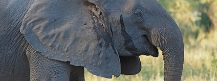 Slonice bez klů v mosambijském parku Gorongosa Foto: Oskar Karlin Flickr