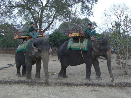 Slon indický v Kambodži.
