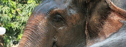 Slon indický. Foto: remittancegirl / Flickr