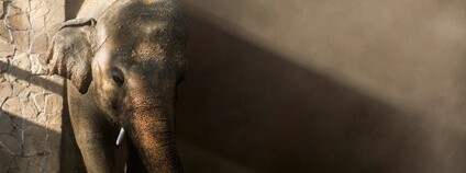 Slon Kaavan Foto: FOUR PAWS International / Facebook