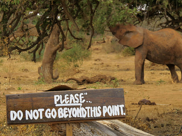 Je možné, že za deset, dvanáct let divocí sloni v Africe nebudou.