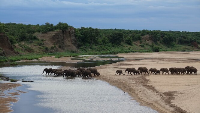 Populace slona afrického rostou v mnoha oblastech jižní části Afriky, přestože jinde jsou ohrožené pytlačením a ztrátou původního prostředí. Tento nárůst může souviset s tím, že se teprve nyní postupně vzpamatovávají z rapidního poklesu způsobeného honem za slonovinou v předchozích staletích.