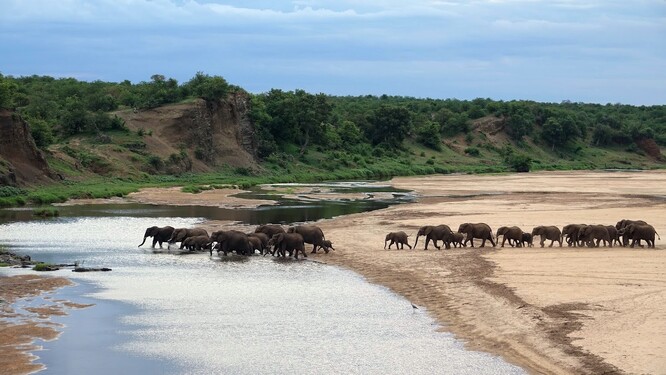 Populace slona afrického (Loxodonta africana) rostou v mnoha oblastech jižní části Afriky, přestože jinde jsou ohrožené pytlačením a ztrátou původního prostředí. Tento nárůst může souviset s tím, že se teprve nyní postupně vzpamatovávají z rapidního poklesu způsobeného honem za slonovinou v předchozích staletích.