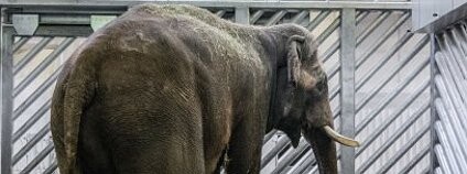 Slon indický přivezený do pražské zoo. Foto: Zoo Praha