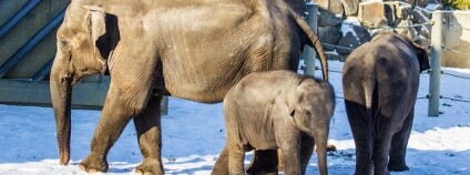 Sloni v ostravské zoo Foto: P. Vlček / Zoo Ostrava