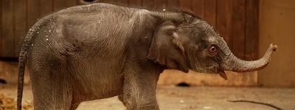 Sloní mládě Rashmi v ostravské zoo Zoo Ostrava