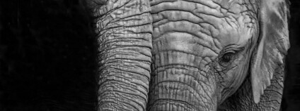 Foto: Elizabeth Haslam / Flickr