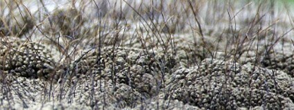 Foto: Myhrvold CL, Stone HA, Bou-Zeid E (2012) What Is the Use of Elephant Hair? PLoS ONE 7(10): e47018. doi:10.1371/journal.pone.0047018