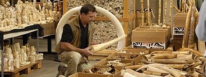 Foto: Gavin Shire / USFWS Mountain-Prairie Flickr