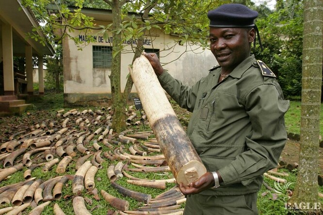V září 2009 se díky EAGLE podařilo kamerunským policistům v Duala zabavit dvě tuny slonoviny