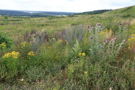 Radnice chce ukázat divokou krajinu Šlovického vrchu v kontrastu s upraveným městským lesoparkem Martinská stěna