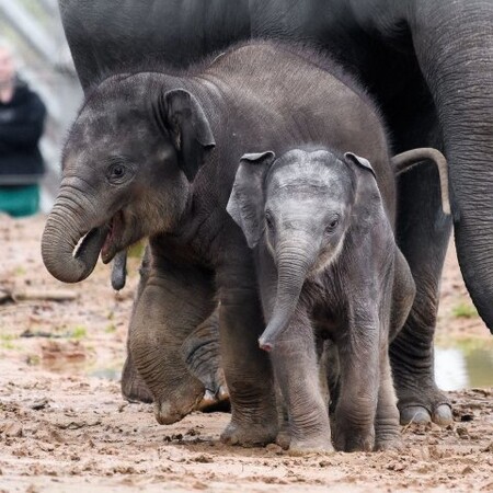 Parťáka dělá Rudimu Maxmilián, který přišel na svět na jaře. Pro zoo jsou dva sloní přírůstky v jednom roce skutečnou raritou