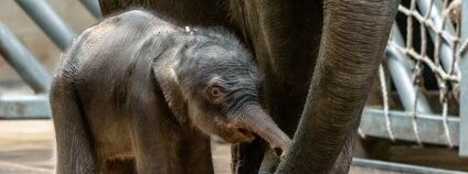 Třetí slůně v pražské zoo Foto: Petr Hamerník / Zoo Praha