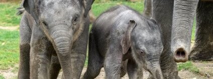 Foto: Petr Hamerník / Zoo Praha