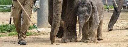 Slůně poprvé na procházce Foto: Petr Hamerník / Zoo Praha