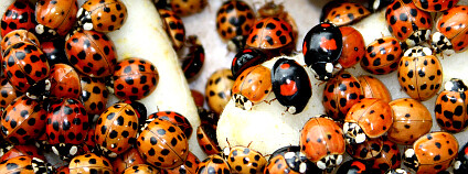 Slunéčko východní (Harmonia axyridis). Foto: Justus Liebig/Universitat v Giessenu