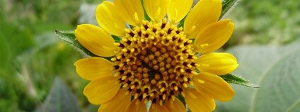 Květ jakonu Foto: Rob Hille Wikimedia Commons