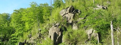 Jizerskohorské bučiny - Štolpichy Foto: Daniel Baránek Wikimeda Commons