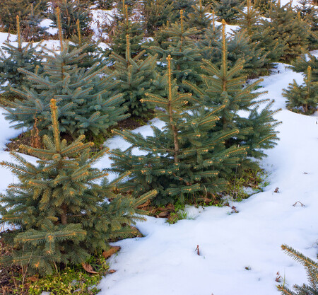 Pracovníci technických služeb a městských lesů do konce listopadu ošetří speciálním postřikem více než 2000 smrků, jedlí a borovic, které rostou v městských parcích, na sídlištích, v lesoparku nebo v nové lesní zahradě v Novém Jičíně. Ilustrační snímek.