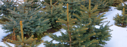 Smrčky Foto: Mikhail Pogosov Shutterstock