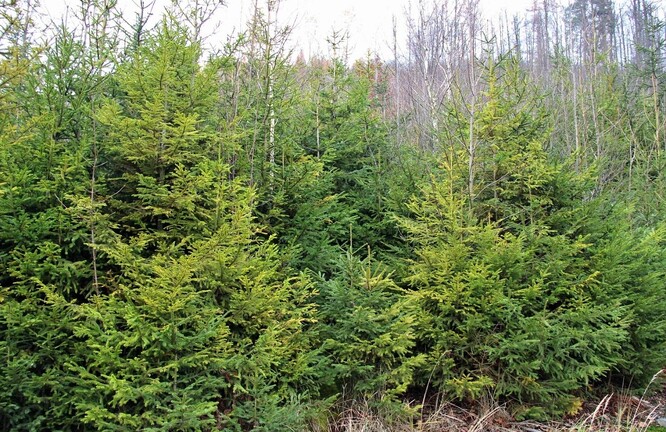 Přirozená obnova smrku o hustotě 45 000 jedinců na hektar a horní porostní výšce 5 m; mateřský porost byl odtěžen v důsledku kalamity; v mlazině je patrný hojný výskyt žloutnutí, lesní správa Vítkov, 2013