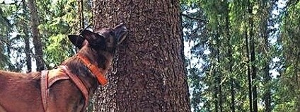 Foto:  SnifferDogs Sweden