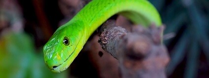 Mamba zelená, také mamba západoafrická (Dendroaspis viridis) je dlouhý tenký a vysoce jedovatý stromový had z čeledi korálovcovitých. Žije v západní Africe.