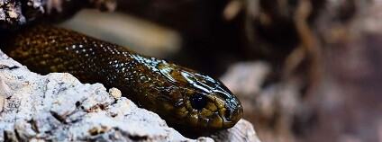 foto: Kapa65 / pixabay.com