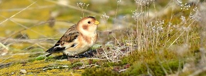 Foto: Vlastimil Dobeš / Moravský ornitologický spolek