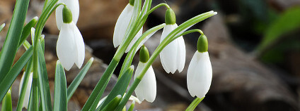 Zástupce rodu sněženka Foto: Richard Seely Flickr