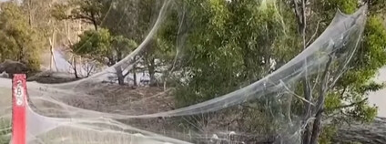 Pavoučí sítě v Austrálii Foto: the Print / youtube.com