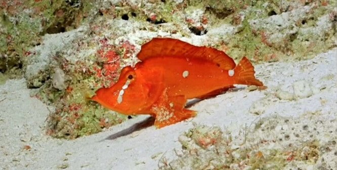 "Chodící ryba" získala přezdívku podle svého nezvyklého způsobu pohybu, při němž používá ploutve přirostlé k hrudníku tak, že se zdá, jako by kráčela po mořském dně.