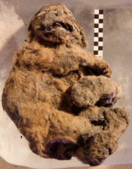 Boeskorov, G.G.; Plotnikov, V.V.; Protopopov, A.V.; Baryshnikov, G.F.; Fosse, P.; Dalén, L.; Stanton, D.W.G.; Pavlov, I.S.; Suzuki, N.; Tikhonov, A.N. The Preliminary Analysis of Cave Lion Cubs Panthera spelaea (Goldfuss, 1810) from the Permafrost of Siberia. Quaternary 2021, 4, 24. https://doi.org/10.3390/quat4030024