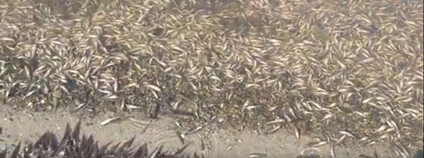 Mrtvé ryby ve Španělsku Foto: Murcia Plaza / youtube.com