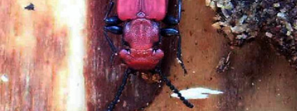 Suchá torza vrb hostí řadu vzácných brouků / lesák rumělkový Foto: Ondřej Sabol ČSOP